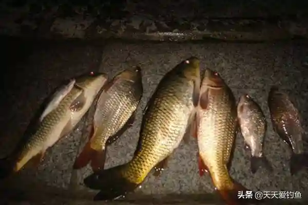 夜钓攻略：夜钓的基本套路，常用这些老方法，渔获飙升没难度！