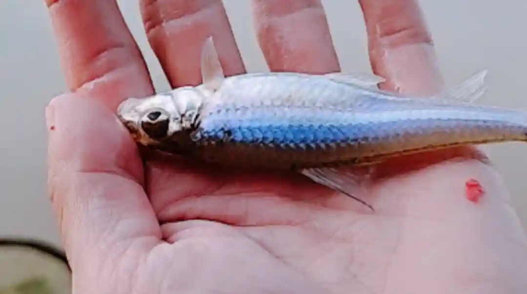 “大眼鸡”难钓？其实不然，注意细节和技巧，让你钓一次爽一次！