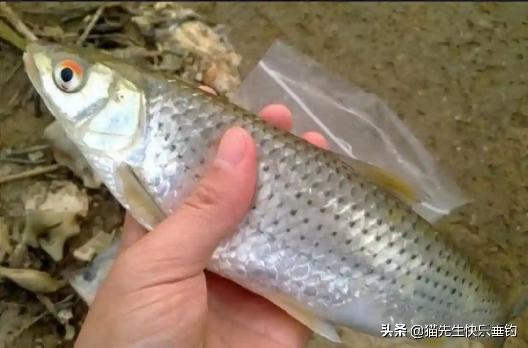 如何筏钓红眼鱼？选择不同的时间，根据水流变化，运用多种筏钓法
