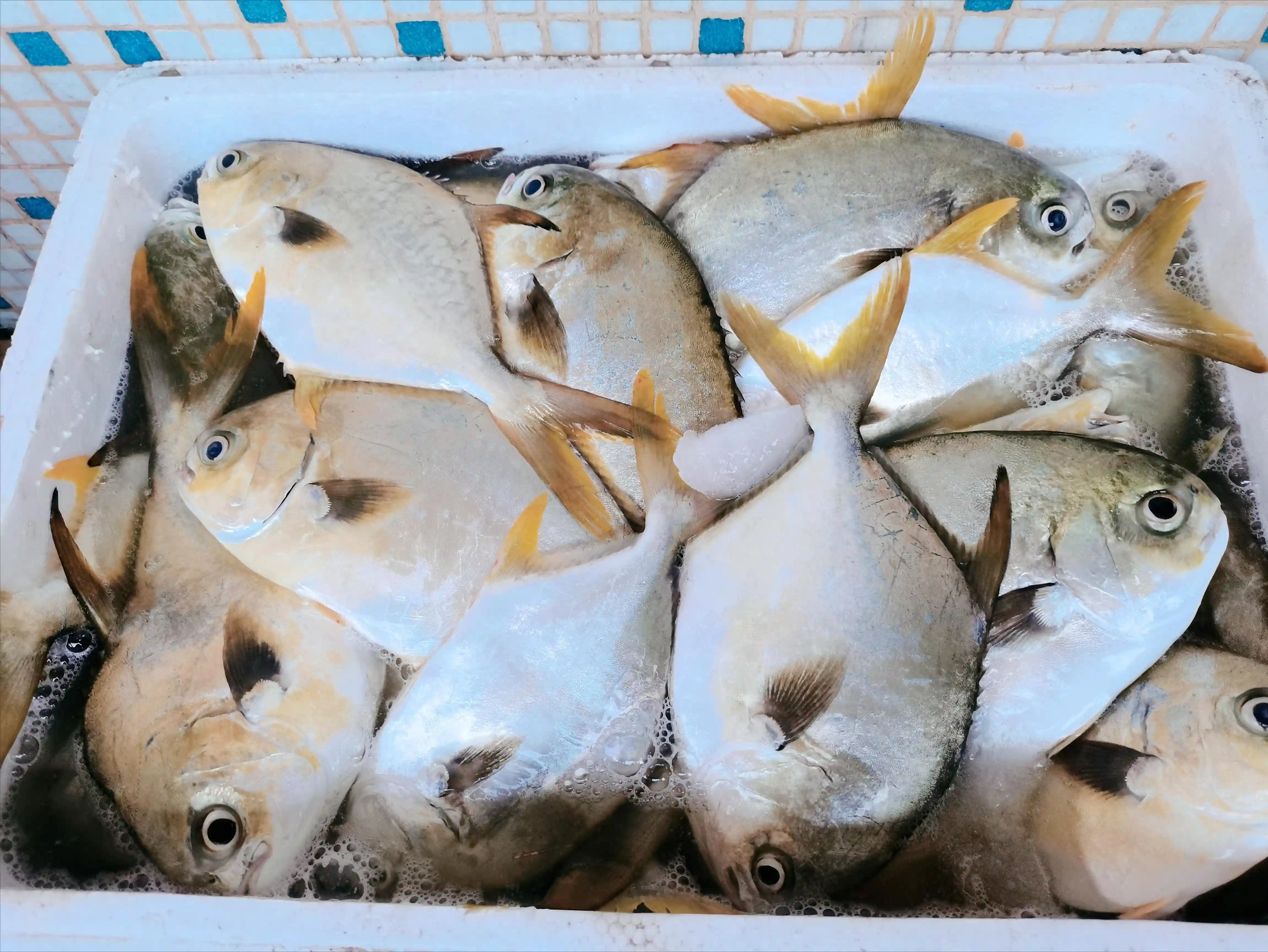 阿智出海钓鱼遇风暴，鱼竿被大鱼拖下海，损失几百块钱
