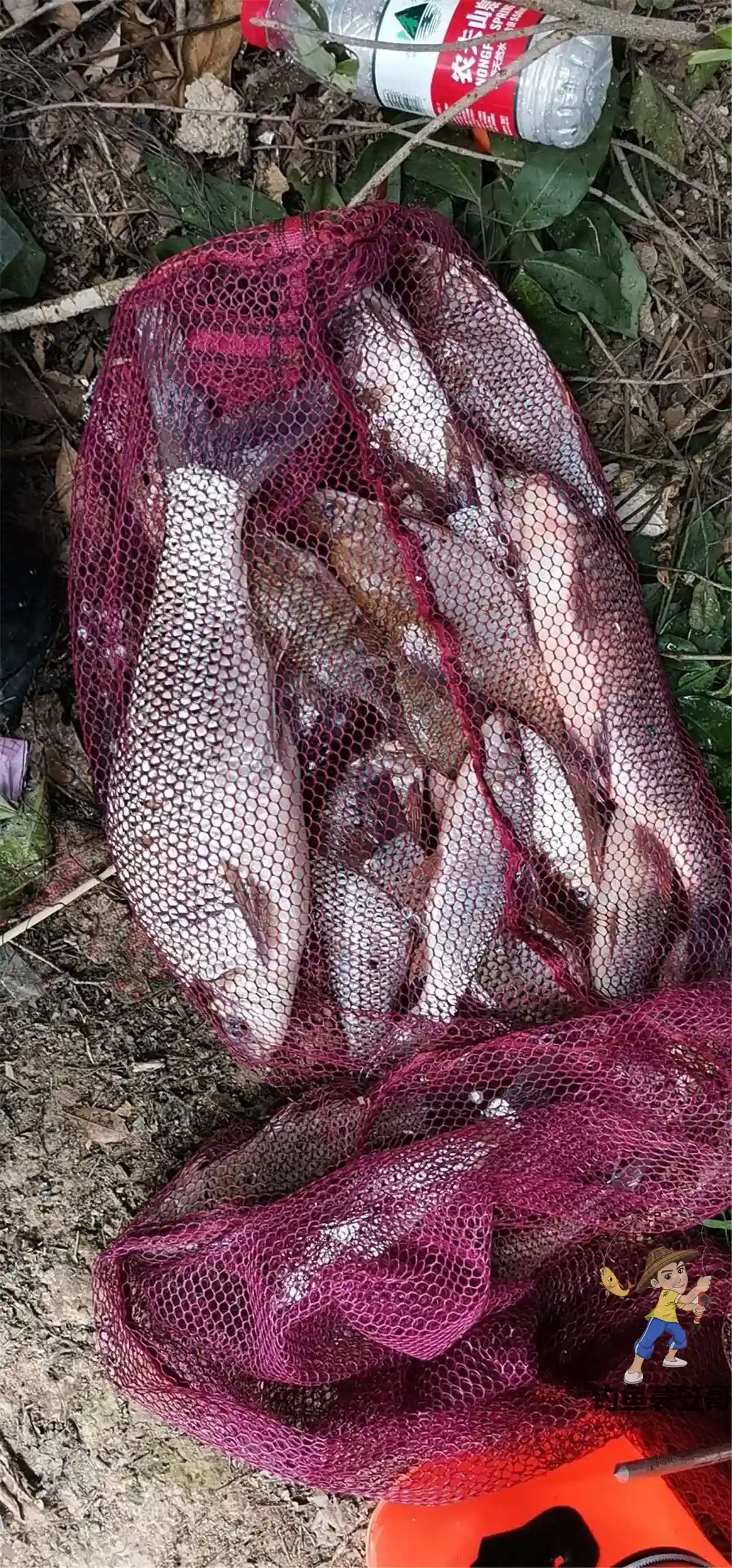 冬季这样野钓鲮鱼，自制饵料配方分享，比很多商品饵料强！