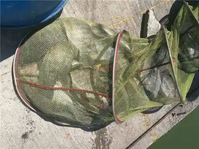 黑坑钓罗非，学会使用散炮，找回那些年被“抢”的鱼