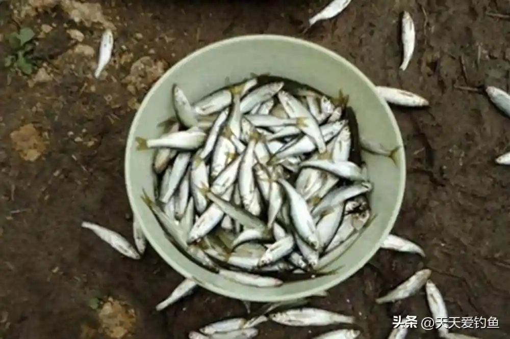 野钓白条鱼，常用的4种方法，随便哪种半天钓半桶