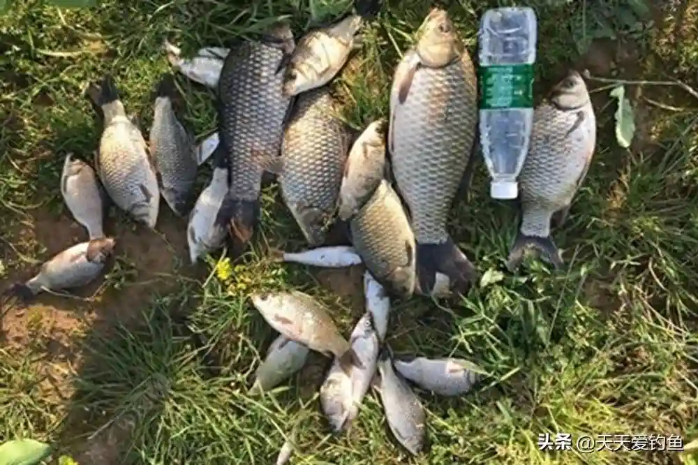 野钓大鲫鱼，3种好用的蘸饵钓法，传统钓法集大成者