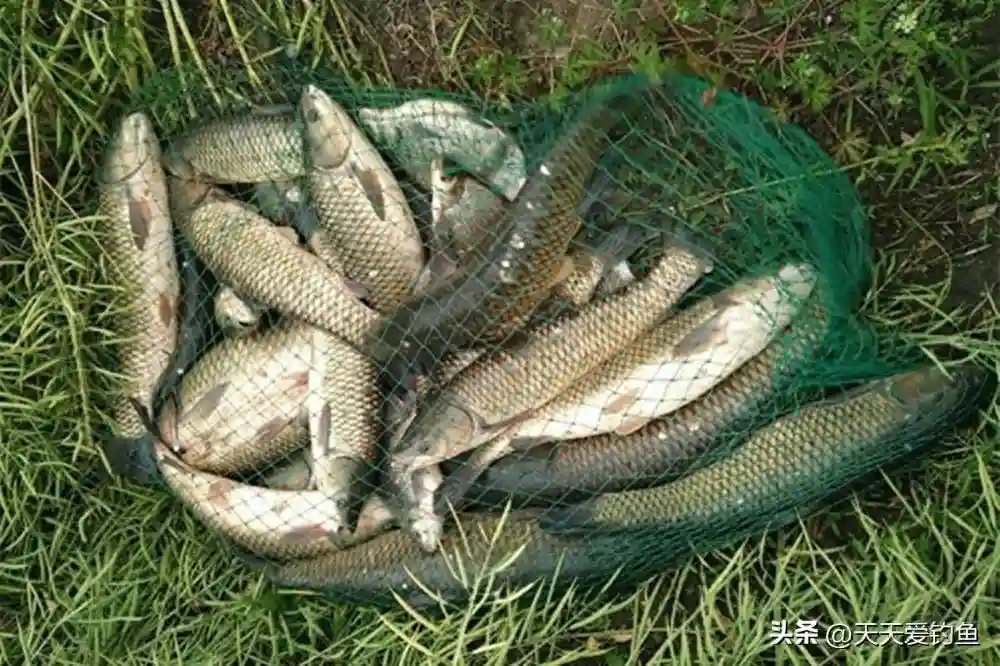 野钓选钓位：核心就是“异于周围”，不是鱼窝就是鱼道