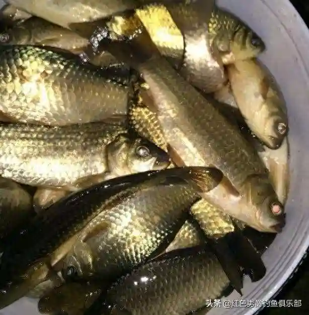 钓鱼人，野钓有没有适宜用无刺钩的时候？