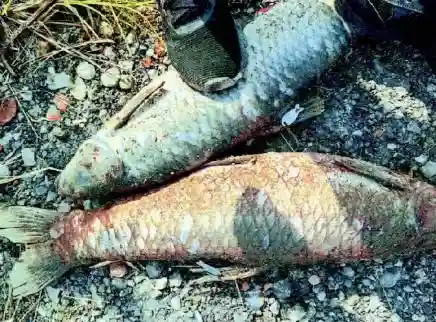 门票4000元，百人同时垂钓？6人因“竞钓标鱼”开设赌场获刑