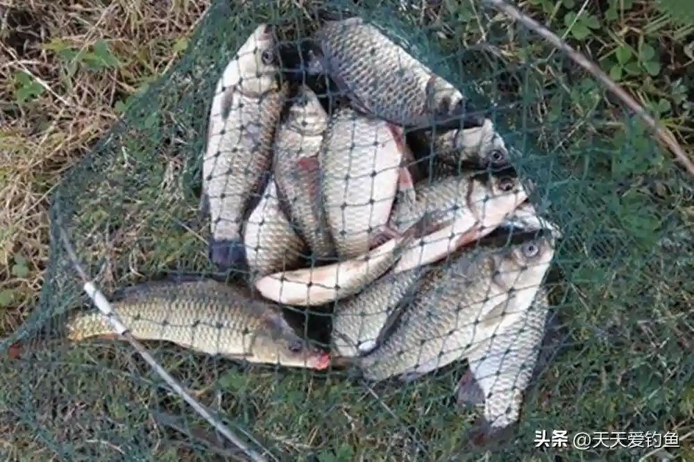 3种“极品”懒人钓法，钓鱼不用鱼竿，走到哪里钓哪里