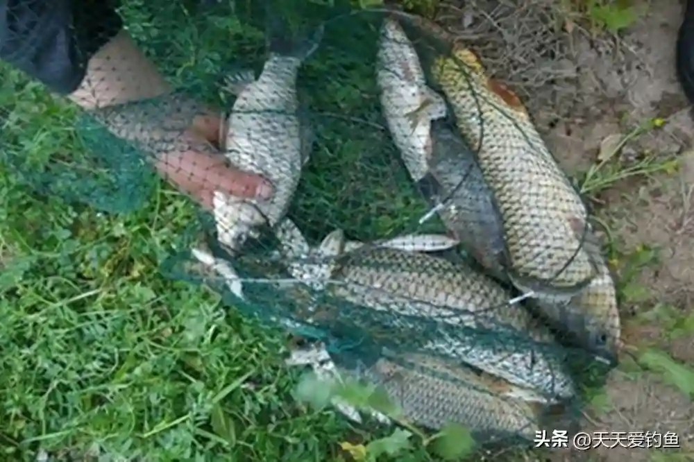 晚春野钓，4个传统面饵配方，只能用来钓大鱼