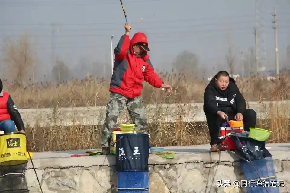 什么饵钓什么鱼？跳出惯性思维谈鲤鱼饵和鲫鱼饵的巧妙反转利用 