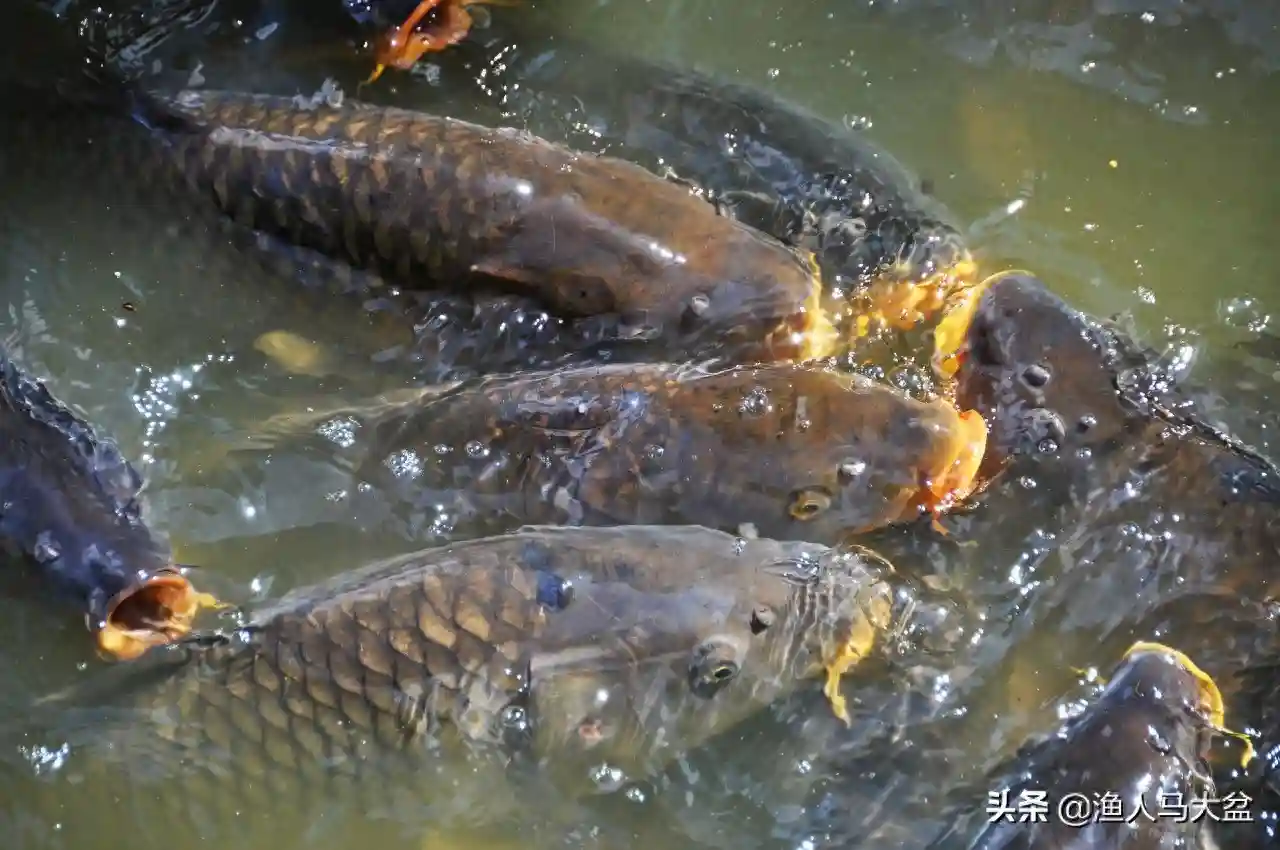 黑坑垂钓总是出现火箭口该怎么办？饵料状态以及灵顿都是关键之处