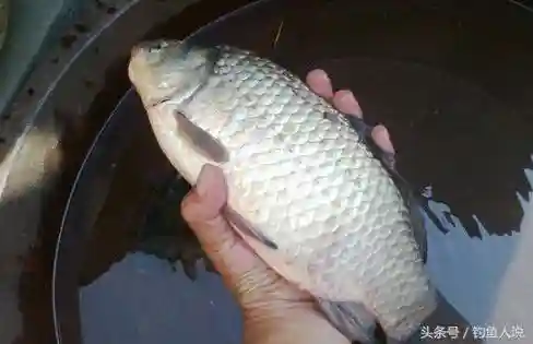 从竿尖察鱼讯，无需挂铃铛——冬季海竿串钩作钓鲫鱼