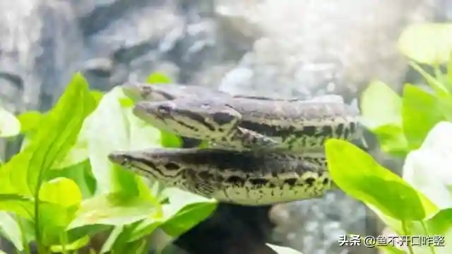 钓黑鱼，记住要点，但不要一下全钓光，别问这是为什么，这是素养