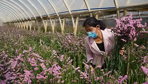 丽曦花卉带领贫困群众种下幸福花