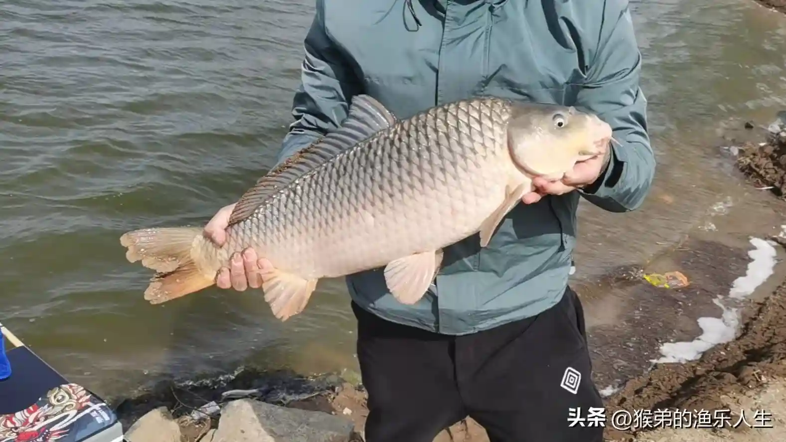 冬季野钓鲤鱼的黄金法则，五个步骤循序渐进，大鲤鱼轻松拿捏