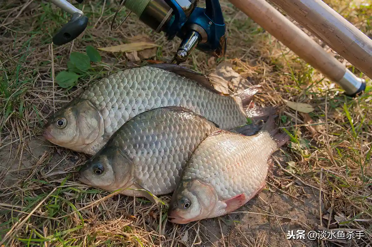 上鱼率最快的民间钓法详解——弹钓