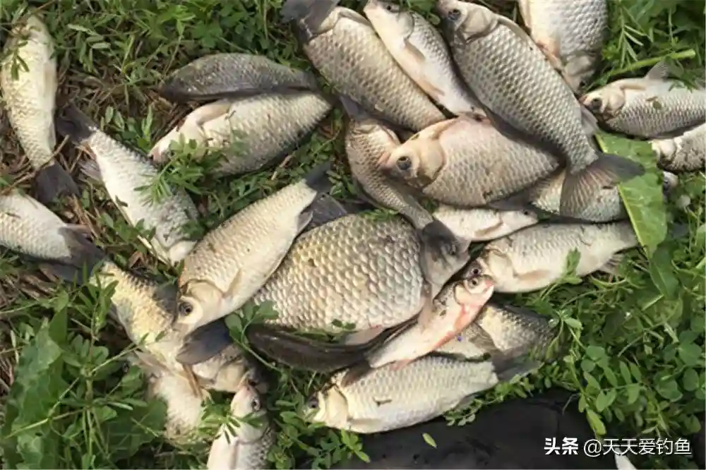 钓鱼新政限制钓法，这种钓法没影响，用简单的钓组适应复杂的鱼情
