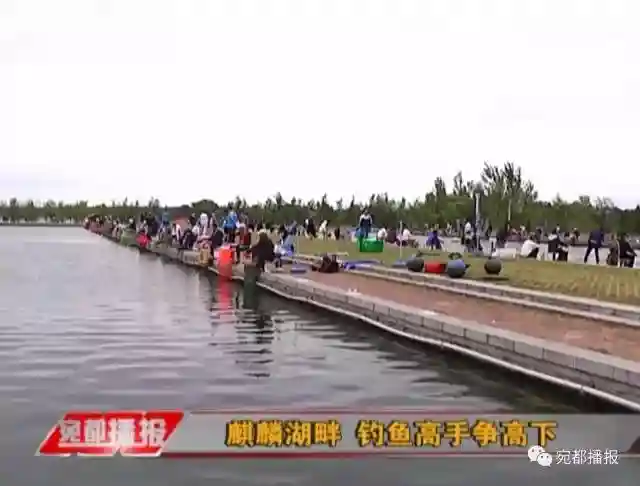 麒麟湖畔 南阳钓鱼高手争高下