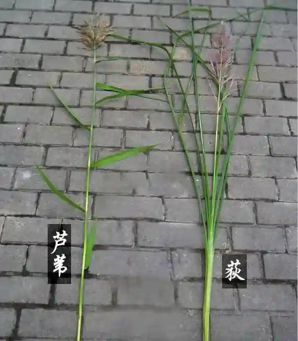 芦苇浮漂制作的材料芦苇（南荻）