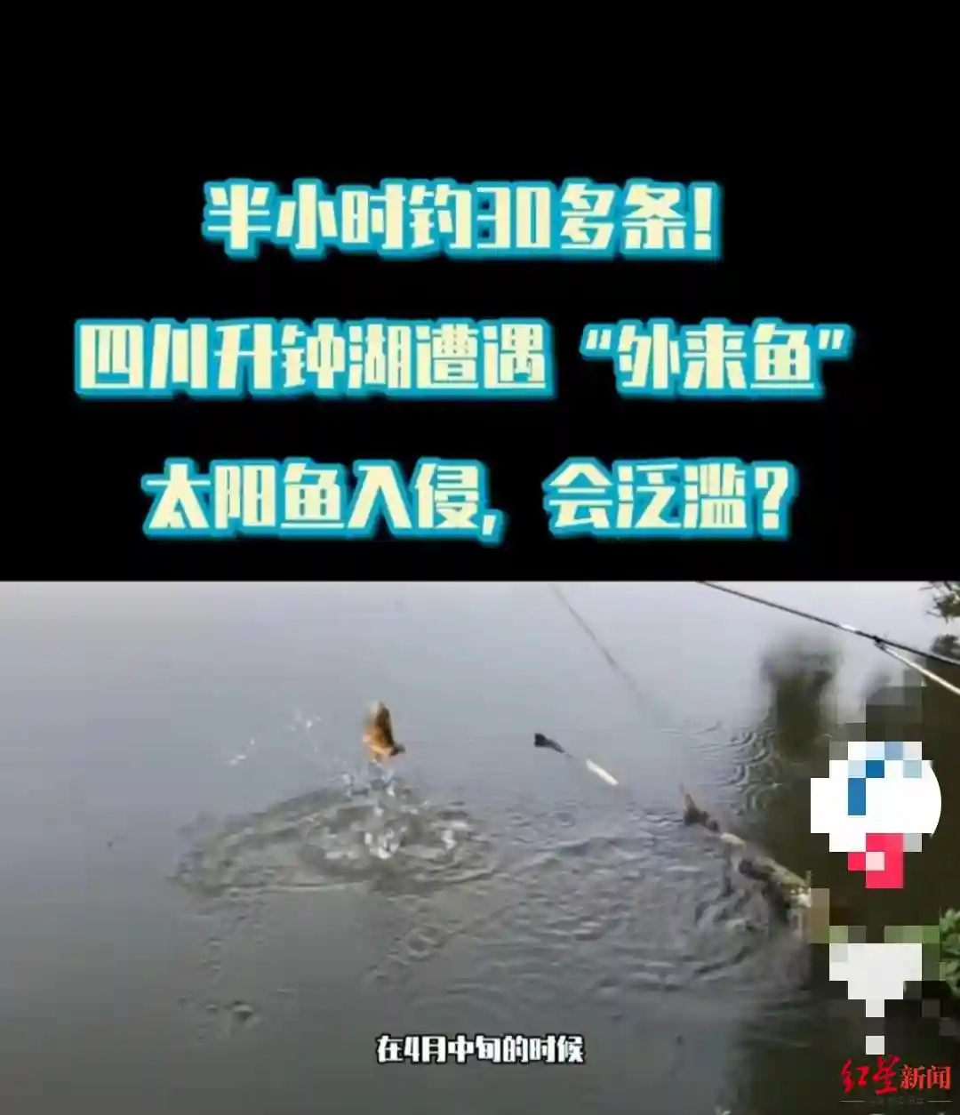 半小时钓二三十条！网友担心太阳鱼入侵四川升钟湖 相关部门：没泛滥，湖里生物链平衡