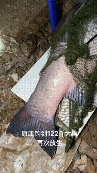 湖北男子钓获122斤巨青，鱼线都干冒烟了！网友：我干不了！