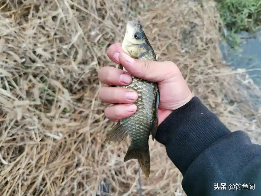 这是制作小麦窝料最简单的方法！成本才1块钱，专钓大鲫大鲤
