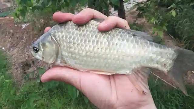 包面钓法听过吗？在夏天野河钓鲫鱼，效果远超台钓，值得一试