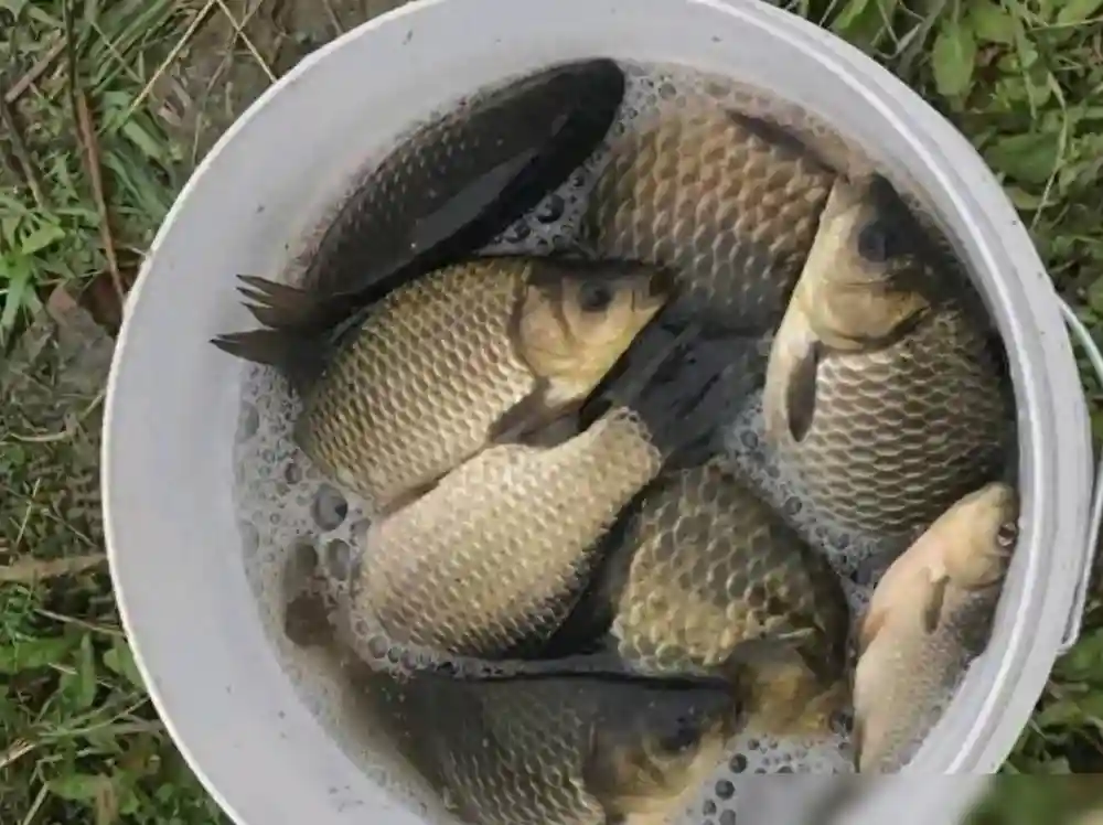 浅谈野钓窝料的搭配，快速诱鱼也能留鱼