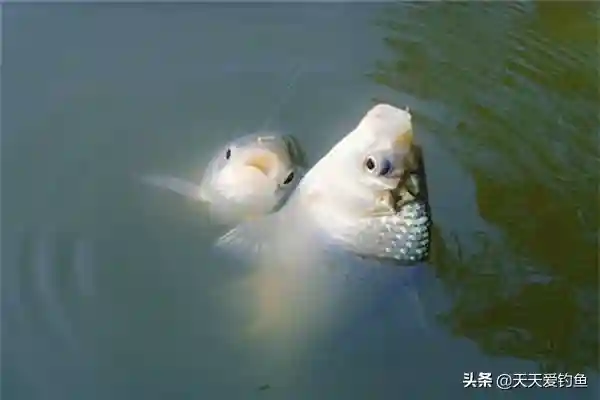冬季也能玩台钓，用了4个必杀技巧，板鲫接二连三的上，很过瘾