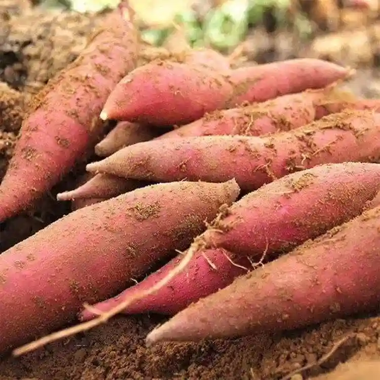 想钓大鱼。纯天然饵料。红薯蒸一下。适合大水面，垂钓1天以上
