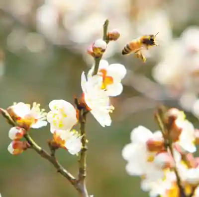 大峡谷里的甜蜜事业