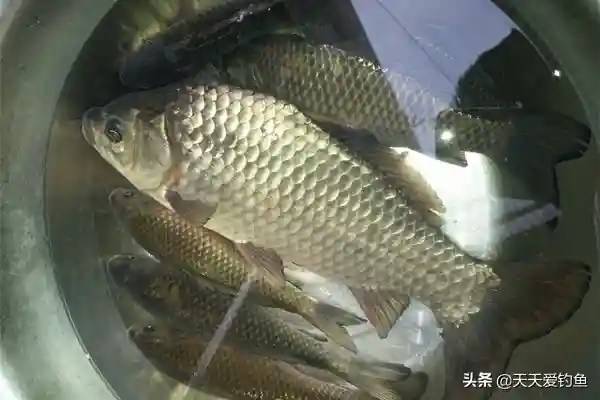 夏天夜钓大鲫鱼，就用这些“秘诀”，别不信，一钓一个准
