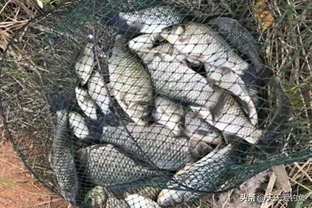 冬季野钓大鲫鱼，做对这4件事，大鲫鱼排着队咬钩