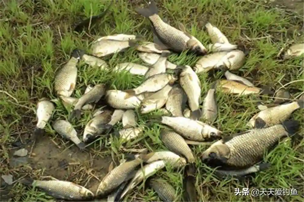 野钓大鲫鱼，有3种不常规钓法，在特殊鱼情中使用，效果出奇的好