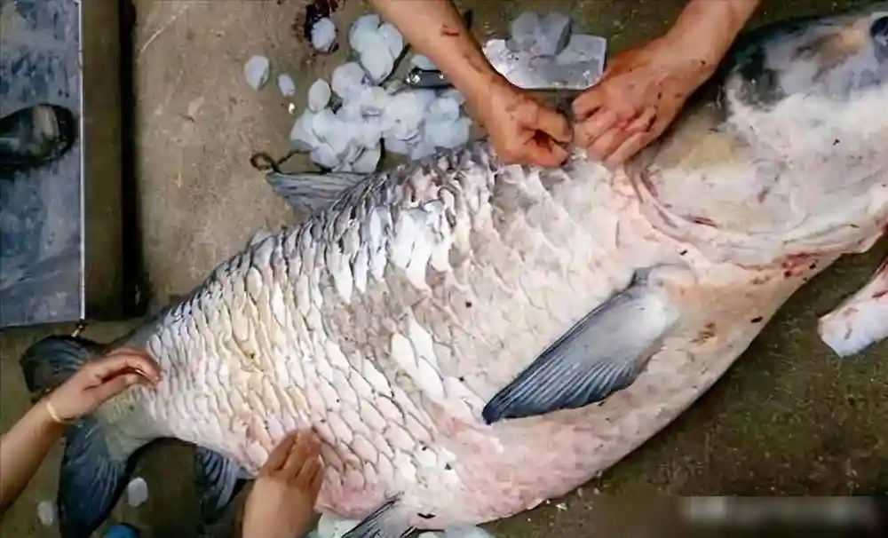 鳞片大如乒乓球，140斤大青鱼，6人轮番上阵5小时钓起，竟白送！