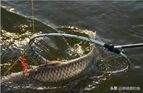 各种通用，简单，效果不错的钓草鱼方法！分享给爱钓草鱼的钓友！