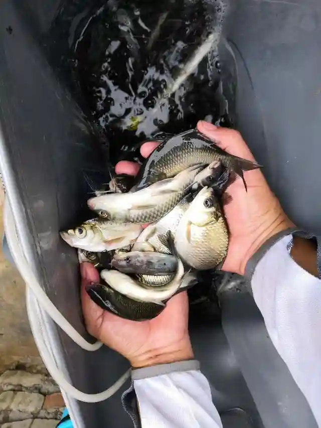 两天爽钓200条鲫鱼，难道鲁班水库鲫鱼好钓了？以奶鲫为主
