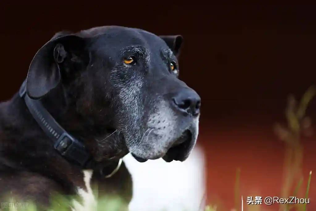 回忆蹦出：我为什么不喜欢吃猪肉