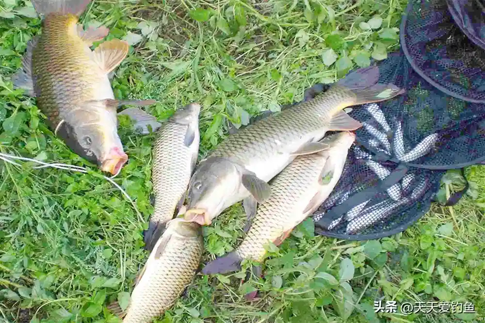 钓鱼技巧：七星漂的最全用法，没有20年钓龄，未必全知道