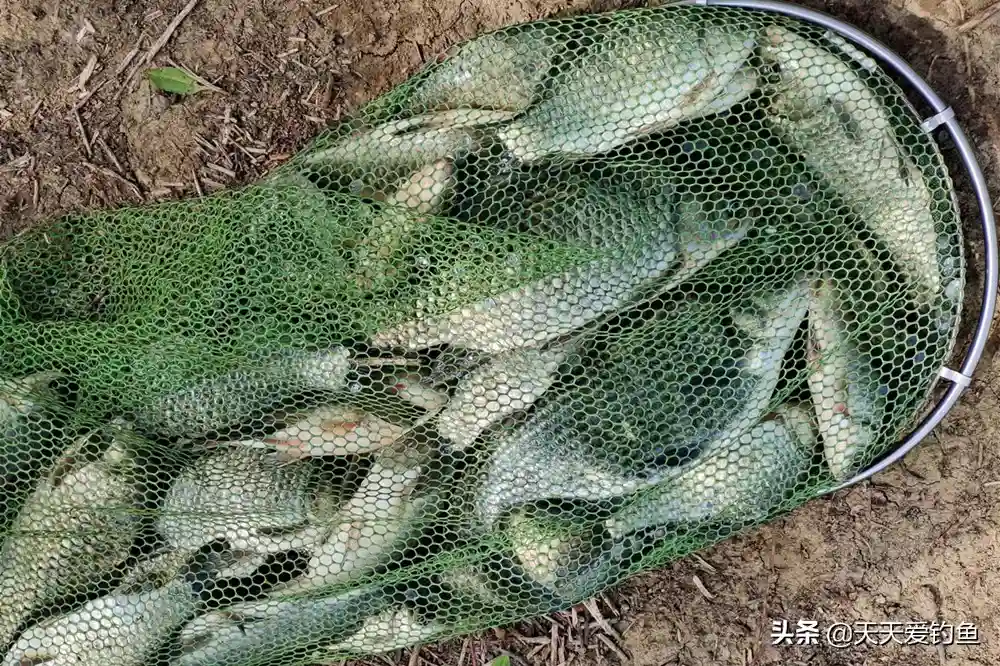 野钓鲫鱼，掌握这4个要点，用蚯蚓也能钓爆护
