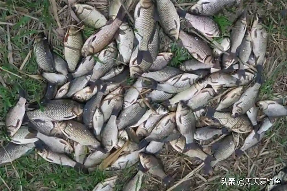冬季钓鱼，钓位选择2大禁忌，选对了连竿上鱼，选错了只有当空军