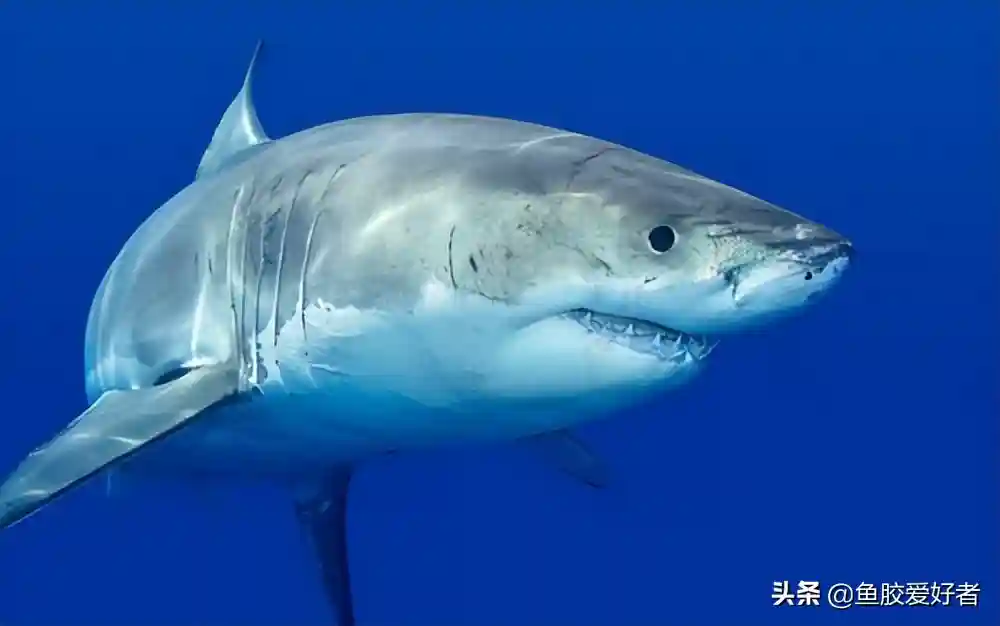 鲨鱼胶贵如黄金？原来鲨鱼根本没有胶，为什么呢？